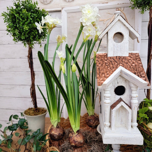 Spring Paperwhite Daffodil arrangement with a white birdhouse.
